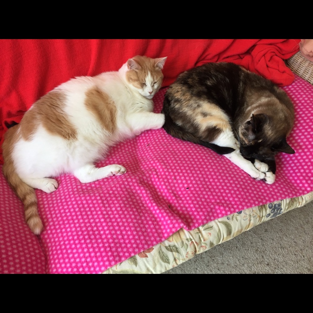 Meet your Posher, Nomi